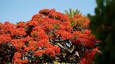 Royal poinciana: The queen of summer blooms in Palm Beach