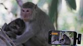 Cambodia says YouTubers are tormenting monkeys for clicks, and it plans to punish them