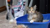 Meet Unicorn, the rare male calico kitten who landed at a Colorado rescue