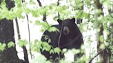 'Crazy day': Black bear collides with, swipes runner in Yosemite National Park