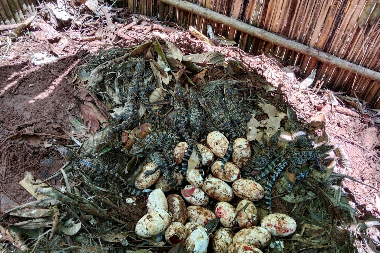 106 rare crocodile eggs found in Cambodia, biggest discovery in 20 years