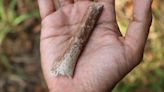 Tiny adult limb bone fossil sheds light on origin of ancient ‘Hobbit’ humans