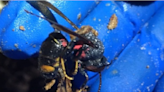 'A deadly predator': 2nd yellow-legged hornet nest, murder hornet's relative, found in GA