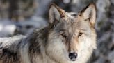 Scientists Find Wolves in Chernobyl Might Have Developed a Useful Health Evolution
