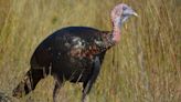 Another hunt, another weekend when Hill Country spring turkeys win again | Leggett