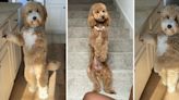 'Doodles are coming for us': TikTok's latest obsession is videos of Goldendoodles doing human things
