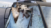 Osprey derails Black Hawk training mission in SC over Lake Marion