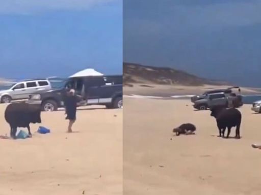 El impactante momento en que un toro embistió a una mujer en una playa de Baja California