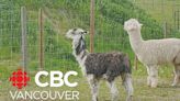 2 'lonely' alpacas in Tappen, B.C., find friendship