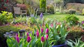 Gardening expert reveals tip to ensure bigger tulip blooms next spring