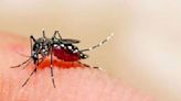 Kolkata sees ‘37% drop in dengue cases, 67% drop in malaria’ compared to July last year