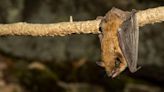 DHEC shares safety tips as bat activity increases during pup season