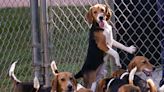 Beagles rescued from substandard Virginia facility soon available for adoption in Ocala