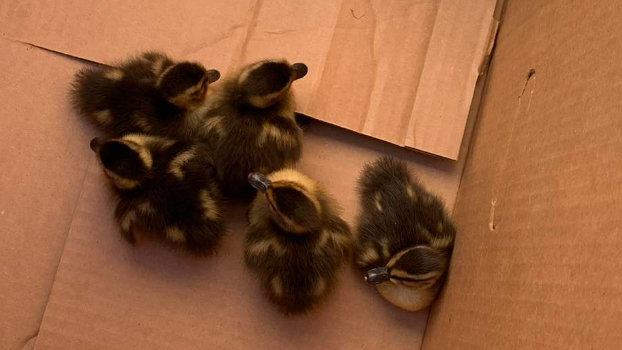 Salinas firefighters rescue stuck ducklings