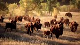 Man spotted crouching among bison at National Park and beckoning them closer