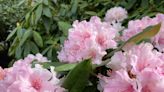 Add rhododendron, lilac and other shrubs to your yard before they bloom in April and May