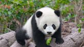 Good Morning America Gets Inside Peek at What It’s Like Raising Panda Cubs in China