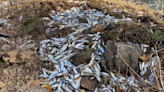 Thousands of ‘threatened’ Chinook salmon killed in transit to Imnaha River