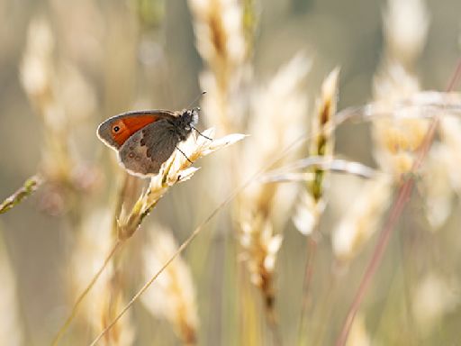 My mission is to capture amazing macro photos of insects: here's how I mastered the butterfly effect