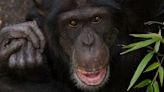 Edinburgh Zoo chimpanzee dies after suffering severe injuries in troop fight