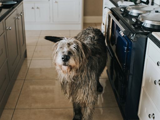 Dog left home alone saved with CPR by neighbors after accidentally causing fire