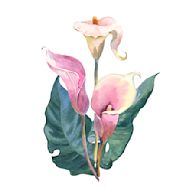 Artistic prints that feature plants, flowers, and other foliage. Perfect for adding a touch of nature to any room. Come in various styles and colors.