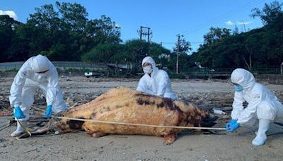 貝澳發現兩條中華白海豚屍體 分別嚴重腐爛、留下骸骨 累計31宗