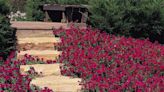 Tips for perfecting your petunia knowledge for a flower-filled summer in Western Washington