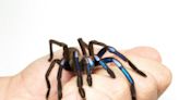 Scientists discover new electric blue tarantula species in Thailand forest