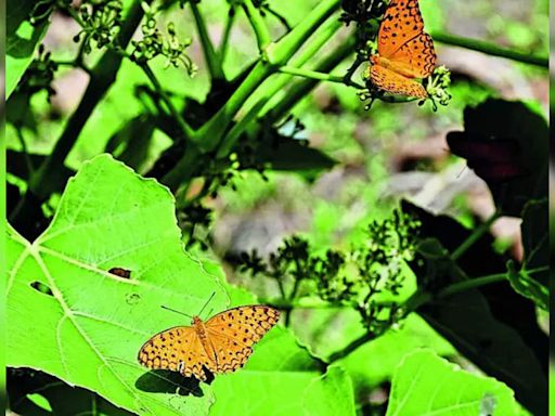 Common leopard butterfly spotted at Alibaug hillock | Navi Mumbai News - Times of India