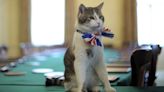 Meet Larry the Cat, ‘chief mouser’ who welcomed sixth UK Prime Minister at 10, Downing Street