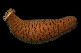 Sea cucumber