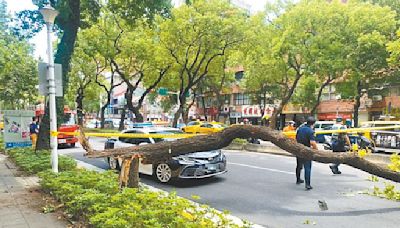 台北 防路樹傷人 光學雷達監測上陣 - 地方新聞