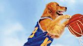 ‘Air Bud’ Film Franchise Moves to Disney Plus