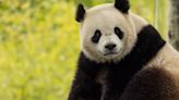 Giant pandas from China returning to Smithsonian National Zoo