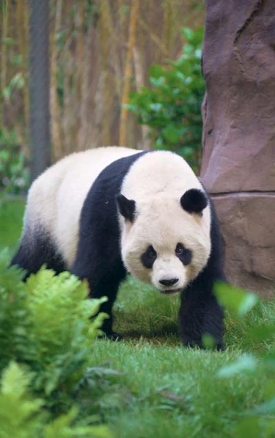 Governor Gavin Newsom Proclaims Thursday, August 8, 2024, as California Panda Day with Public Debut of Two Giant Pandas at San Diego Zoo