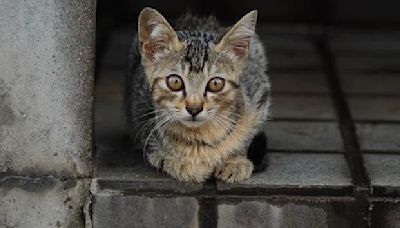 "C’est pratiquement tous les jours": un couple isérois harcelé par une voisine qui les accuse de manger ses chats