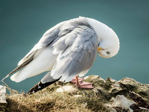 Urban seagulls prefer fish – even when offered human-made foods, study shows