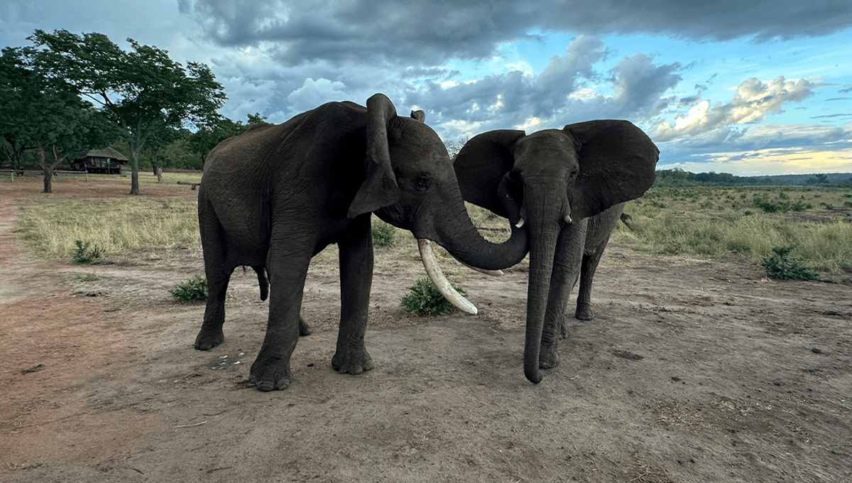 Pooping, Flapping Ears, And Rumbling: The Weird Ways Elephants Get Their Friends' Attention