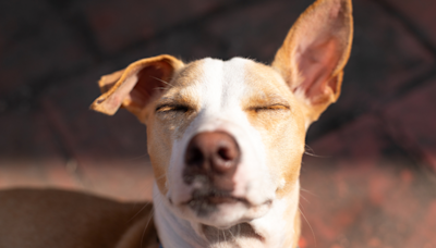 Do Dogs Need Sunscreen? Keep Your Furry Friend Safe in The Summer Sun