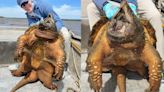 水中怪物！美國男釣到90公斤巨大鱷龜 網驚：根本庫巴大魔王
