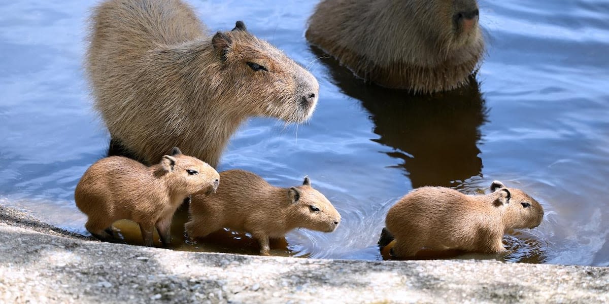 Metro Richmond Zoo welcomes 3 capybaras