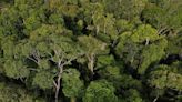 'Amazonia' bonds in 2024 seen a tough sell for some