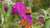 Butterfly Bush Care Basics—and How to Choose This Perennial