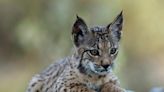 One of World's Rarest Cats Climbs off Endangered List » Explorersweb