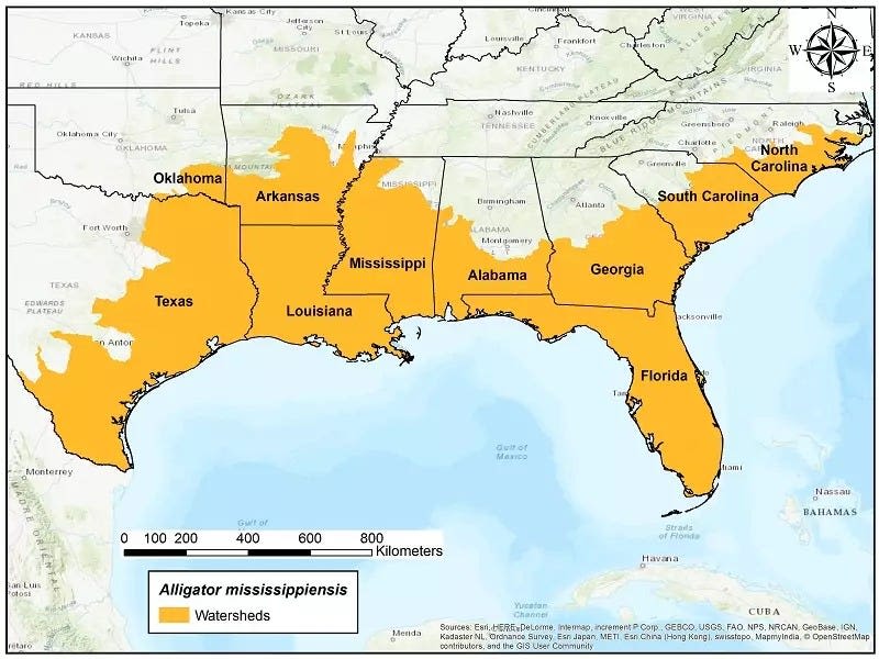 Today is National Alligator Day. Meet the reptile found in every Florida county