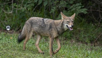 Coyotes live throughout Florida and are common in cities where they may startle new residents