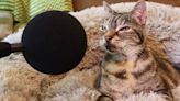 Listen To The Cat With The ‘World’s Loudest Purr’