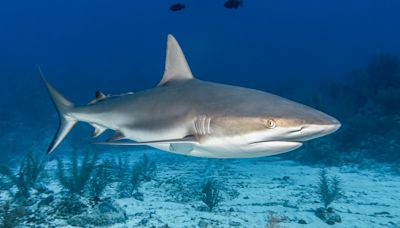 Scientists find sharks 'high' on cocaine in waters near Brazil