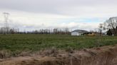 Estado aprueba mega rancho de pollos cerca de Scio pese a rechazo de vecinos, granjeros locales